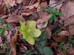 Helleborus odorus