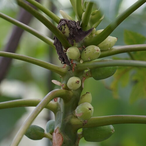 Carica papaya - Whole tree