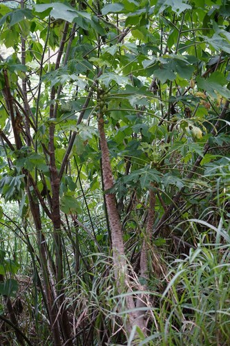 Carica papaya - Leaves
