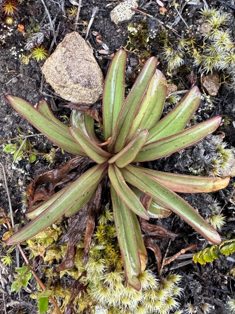 Gentianella corymbifera from Hanmer Forest Park, Hanmer Springs ...