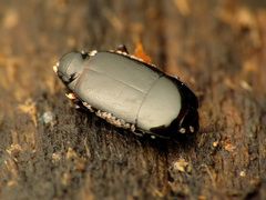 Platylomalus aequalis