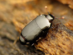 Platylomalus aequalis