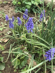 Muscari armeniacum