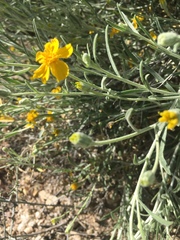 Psilostrophe cooperi