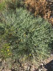 Psilostrophe cooperi