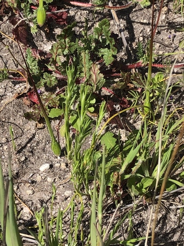 iNaturalist observation photo of Dicots