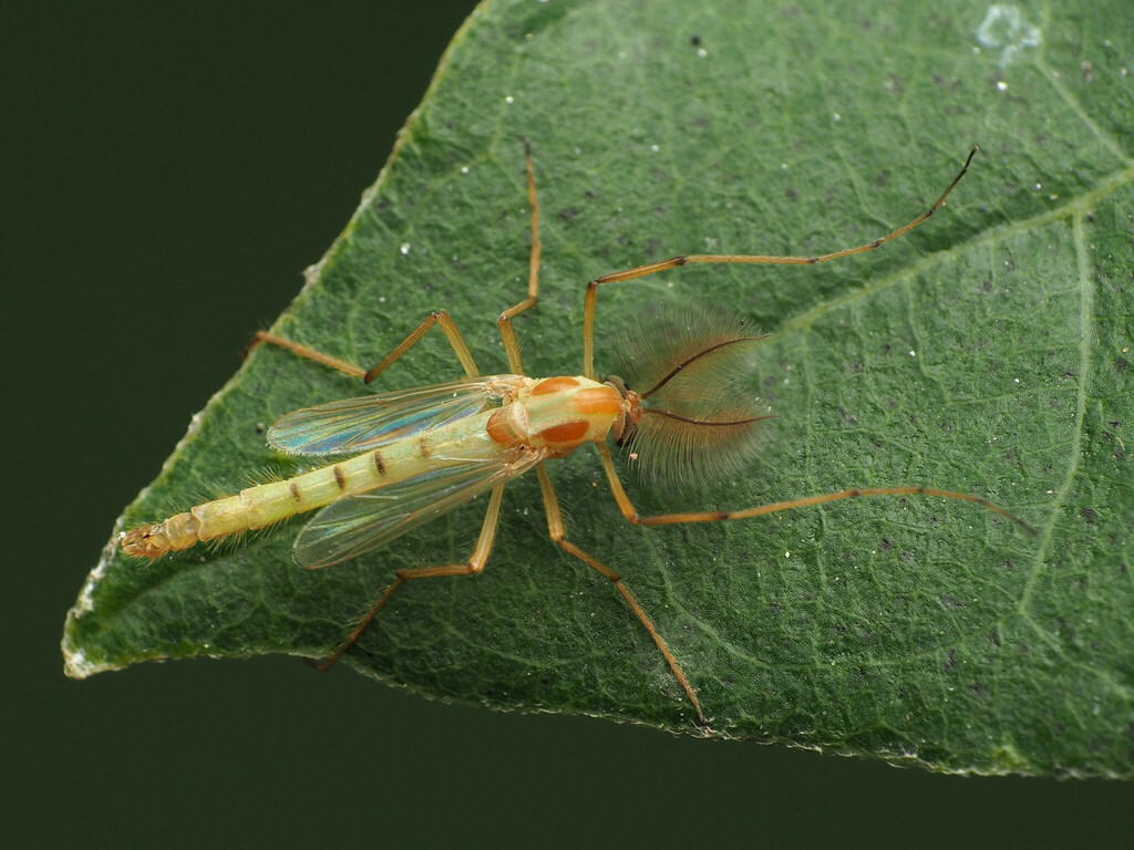 Axarus festivus