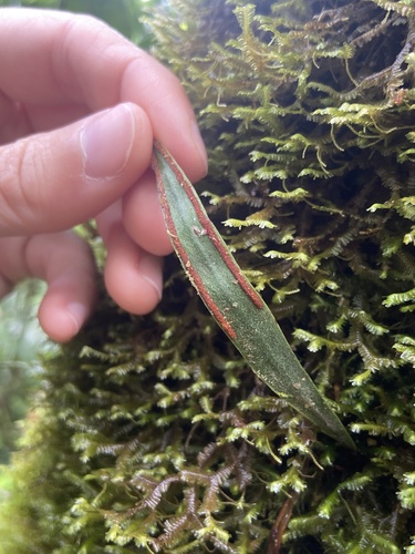 ribbon fern (Pleopeltis marginata)