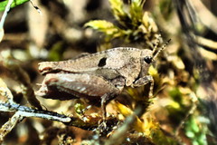 Tetrix bipunctata