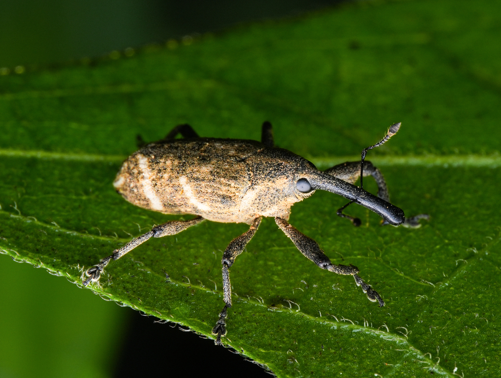 Meru Insect Merus scenicus from 中国云南省西双版纳傣族自治州勐腊县 on October 15, 2023 at 09:24 PM ...