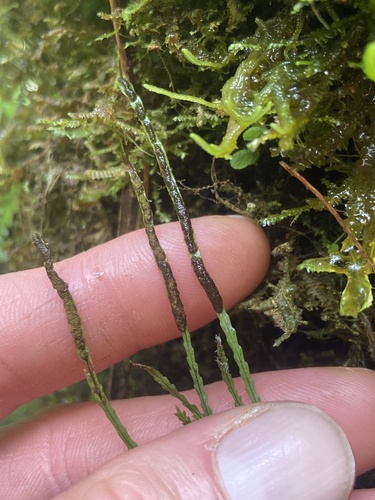 Toothed snailfern (Cochlidium serrulatum)