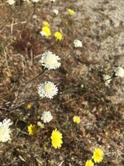 Chaenactis fremontii