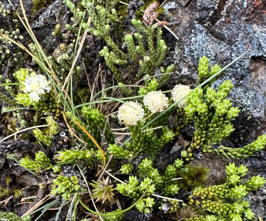 Helichrysum intermedium from Hanmer Forest Park, Hanmer Springs ...