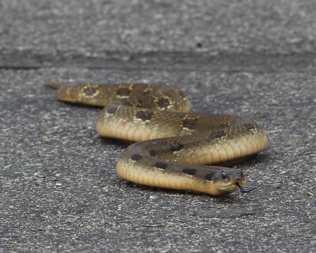 Eastern Hognose Snake from St Charles County, MO, USA on June 10, 2023 ...