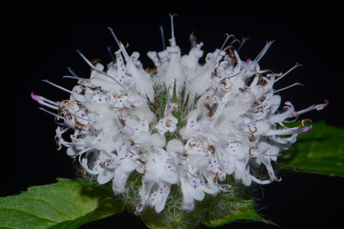 Image of Cumberland Wood Mint (Blephilia subnuda) by (c) Brian Finzel, some rights reserved (CC BY-SA)