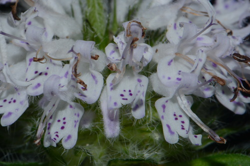 Image of Blephilia subnuda by (c) Brian Finzel, some rights reserved (CC BY-SA)