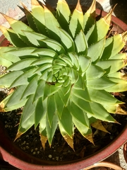 Aloe polyphylla