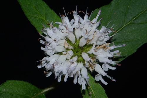 Image of Cumberland pagoda-plant by (c) Brian Finzel, some rights reserved (CC BY-SA)