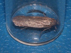Depressaria daucella