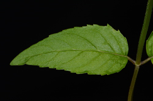 Image of Cumberland Wood Mint (Blephilia subnuda) by (c) Brian Finzel, some rights reserved (CC BY-SA)