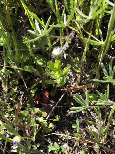 iNaturalist observation photo of Dicots