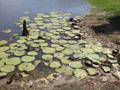Victoria amazonica