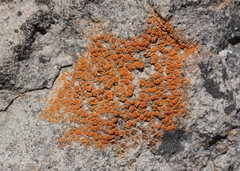 Polycauliona luteominia