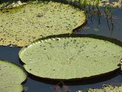 Victoria amazonica