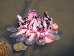 Victoria amazonica