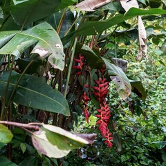 Heliconia pogonantha image