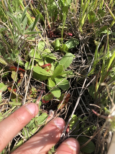 iNaturalist observation photo of Lettuce subtribe
