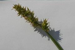 Carex stipata