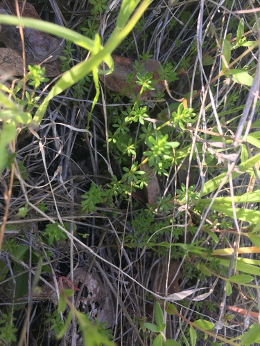 iNaturalist observation photo of Dicots