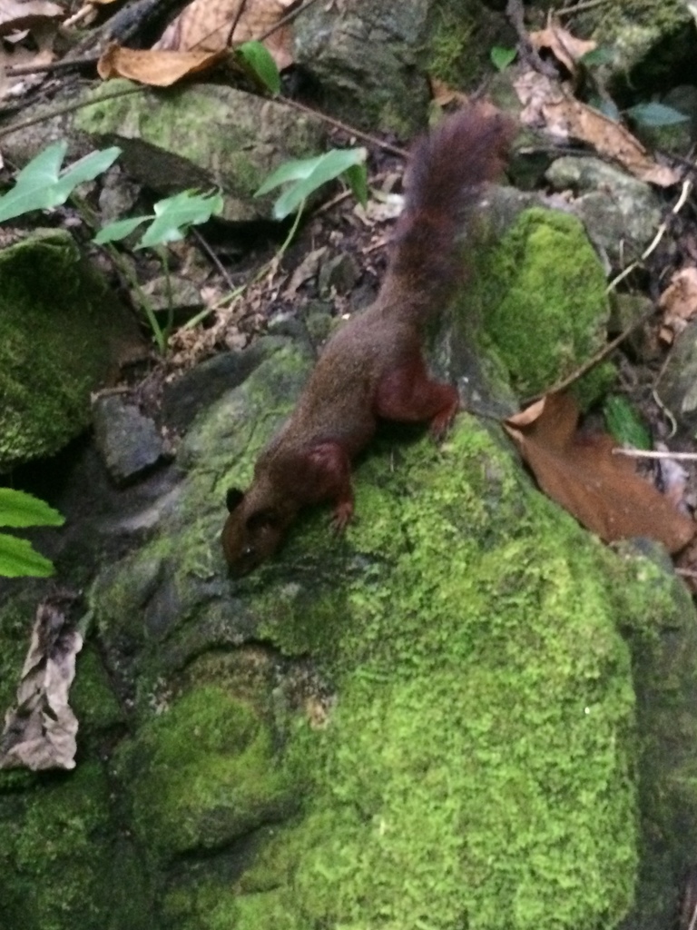 Rubrisciurus
