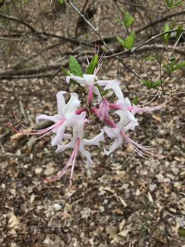 Rhododendron periclymenoides