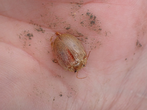 Dotted Paropsine Leaf Beetle photo 5