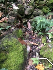 Rubrisciurus rubriventer