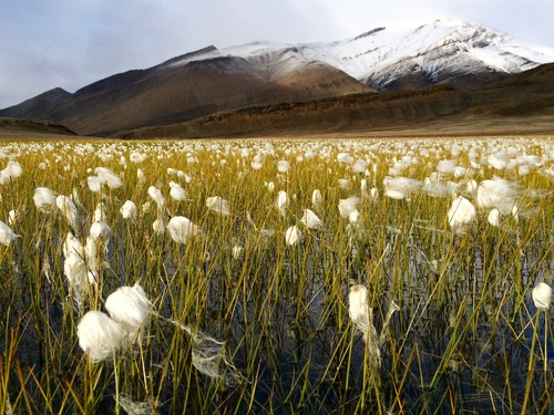 Eriophorum scheuchzeri iNat (3)