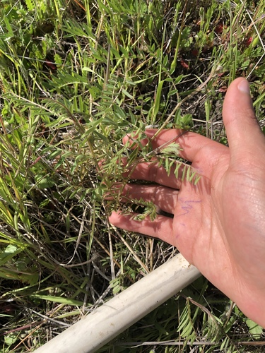 iNaturalist observation photo of Vetches