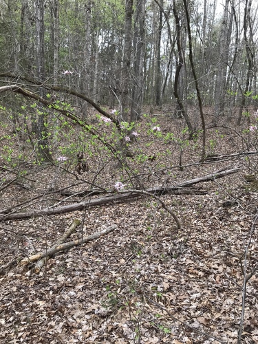 Rhododendron periclymenoides