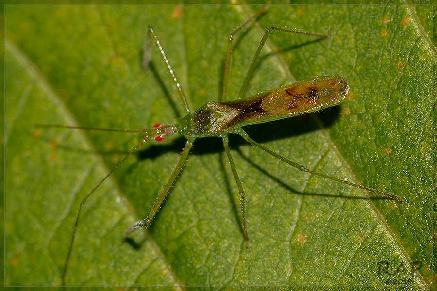 Atopozelus
