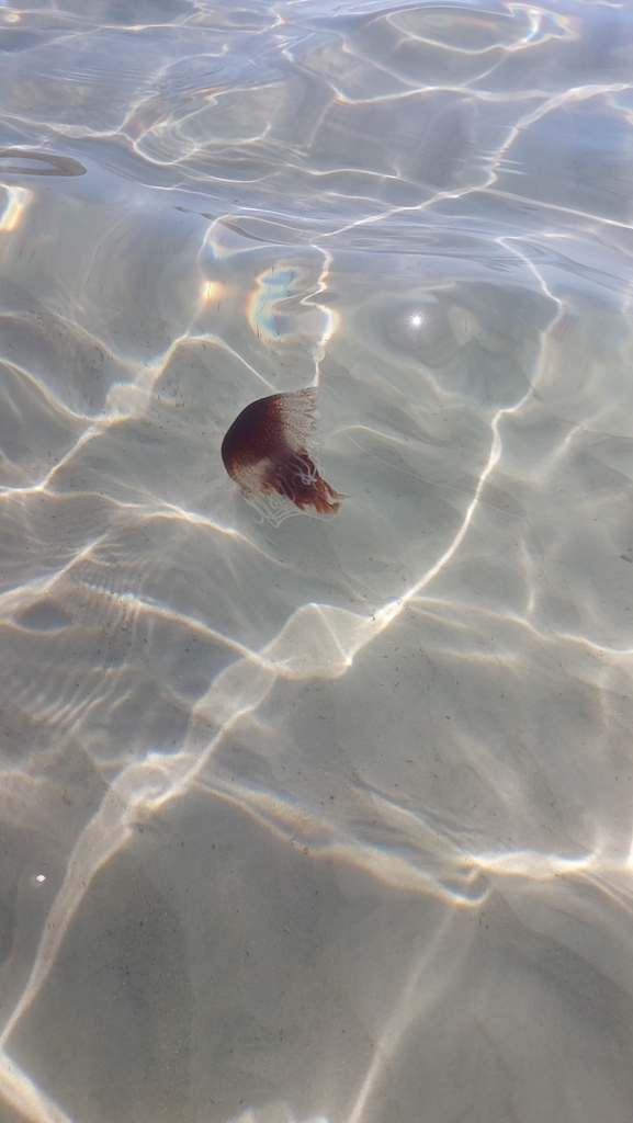 Australian Sea Nettle In December 2023 By Grassroots Ky INaturalist   Large 