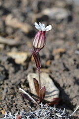 Silene involucrata