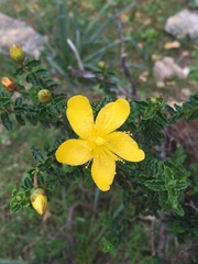 Hypericum balearicum