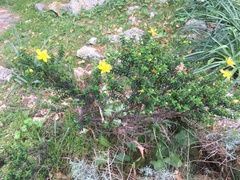 Hypericum balearicum