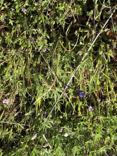 iNaturalist observation photo of blue dicks