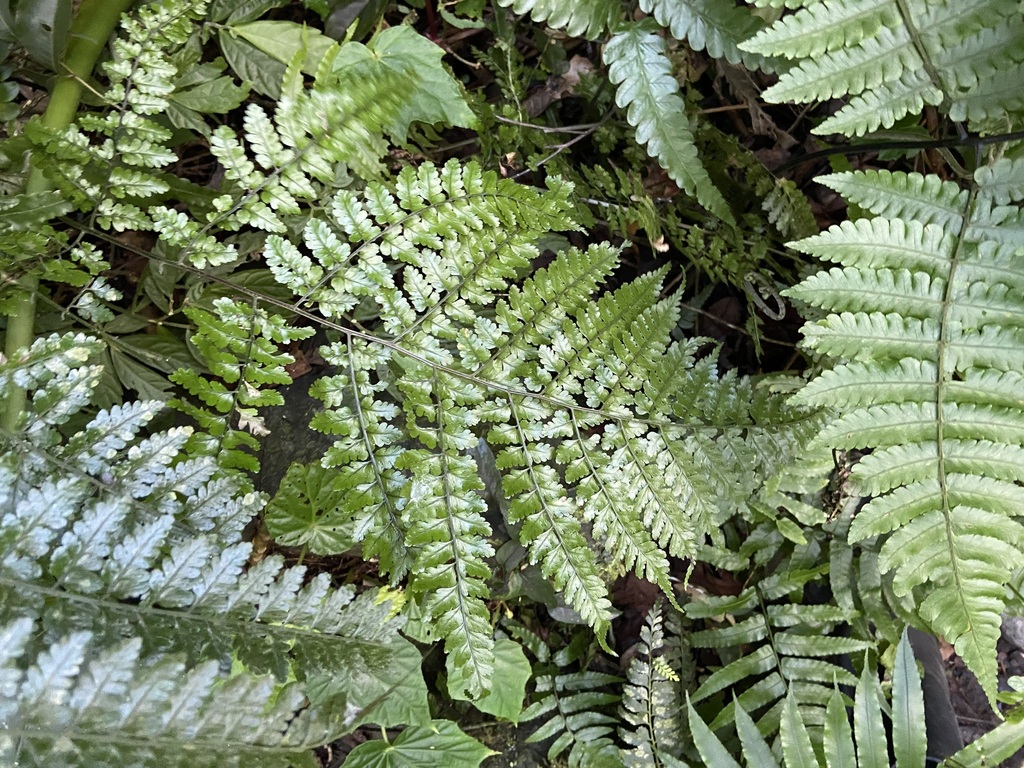 Dryopteris hasseltii from 台灣臺北 on December 26, 2023 at 09:16 AM by ...