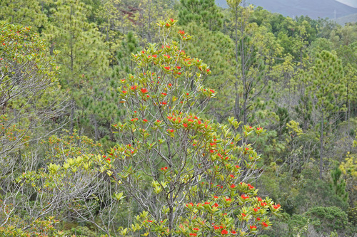 Xanthostemon ruber observed 2023-06-30