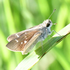 Lerodea eufala eufala