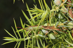 Gonocerus juniperi
